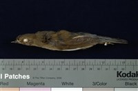 藏品(藍尾鴝)的圖片